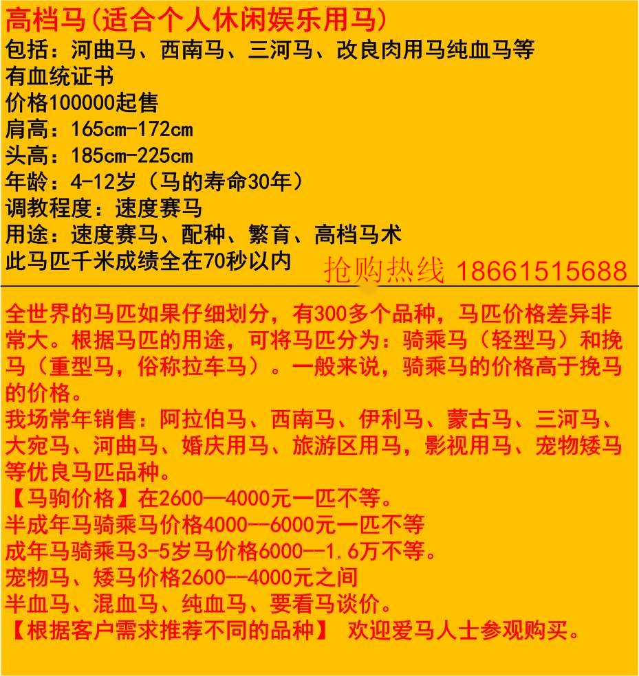 国内买马去哪里