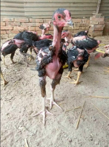 3个月斗鸡苗背景3个月肉驴苗武术图片v背景图片大会图片