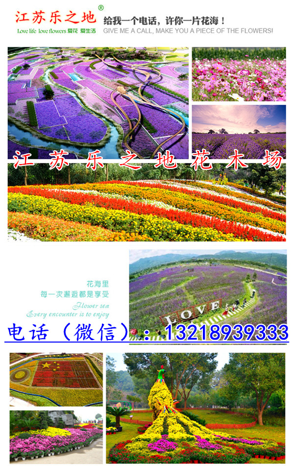 开云电竞官网福建省龙岩市打造花海设计公司(图3)