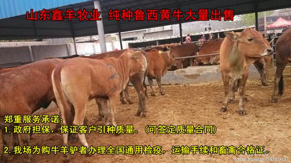 中国肉牛养殖网黄TVT体育牛养殖(图1)