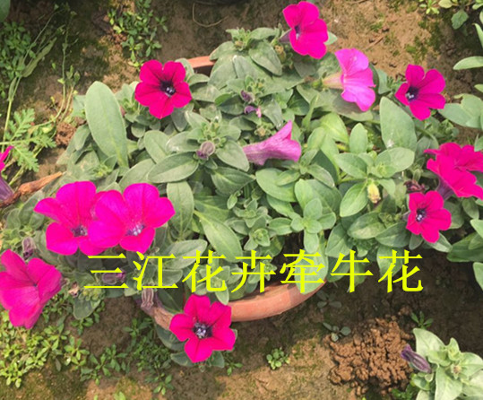 开云彩票官网盆栽盆种花卉(图1)