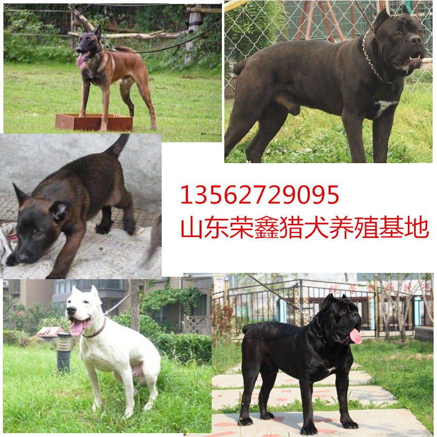 杜高犬,马犬,比特斗狗,惠比特,牧羊犬,日本狼青犬,带活格力犬,格力