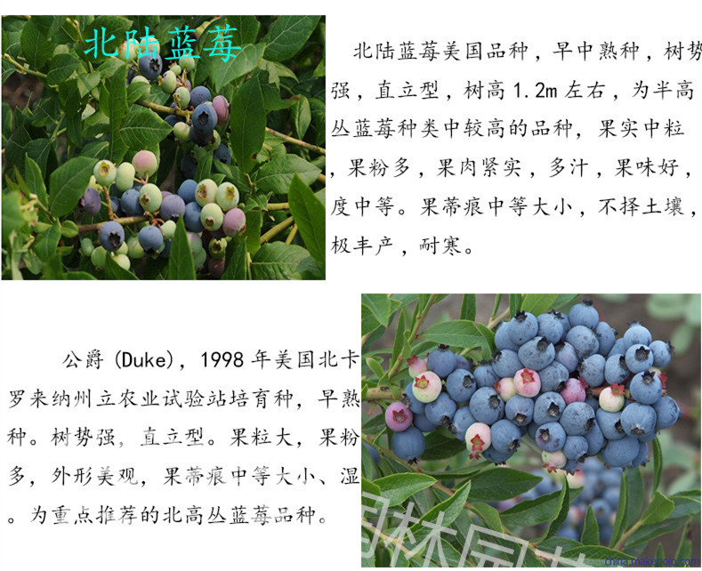 蓝光蓝莓苗种植方法