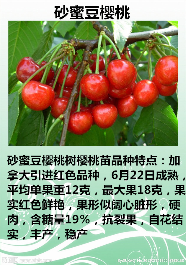 优质砂蜜豆樱桃苗 优质砂蜜豆樱桃苗种植基地