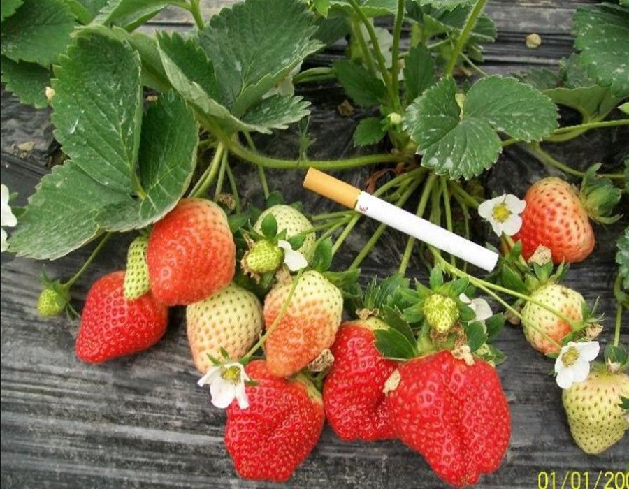 草莓种子哪里能买到临汾