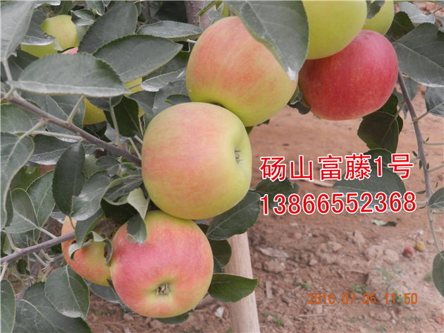 哪个苹果种植利润高**富*藤一号