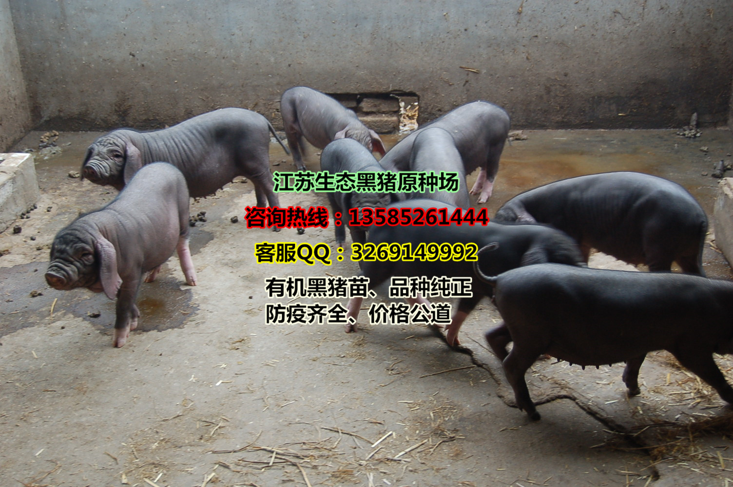 [太湖猪批发]太湖猪 太湖二代黑母猪，产仔率好，繁殖快，耐粗粮，适合全国价格680元/头 - 惠农网