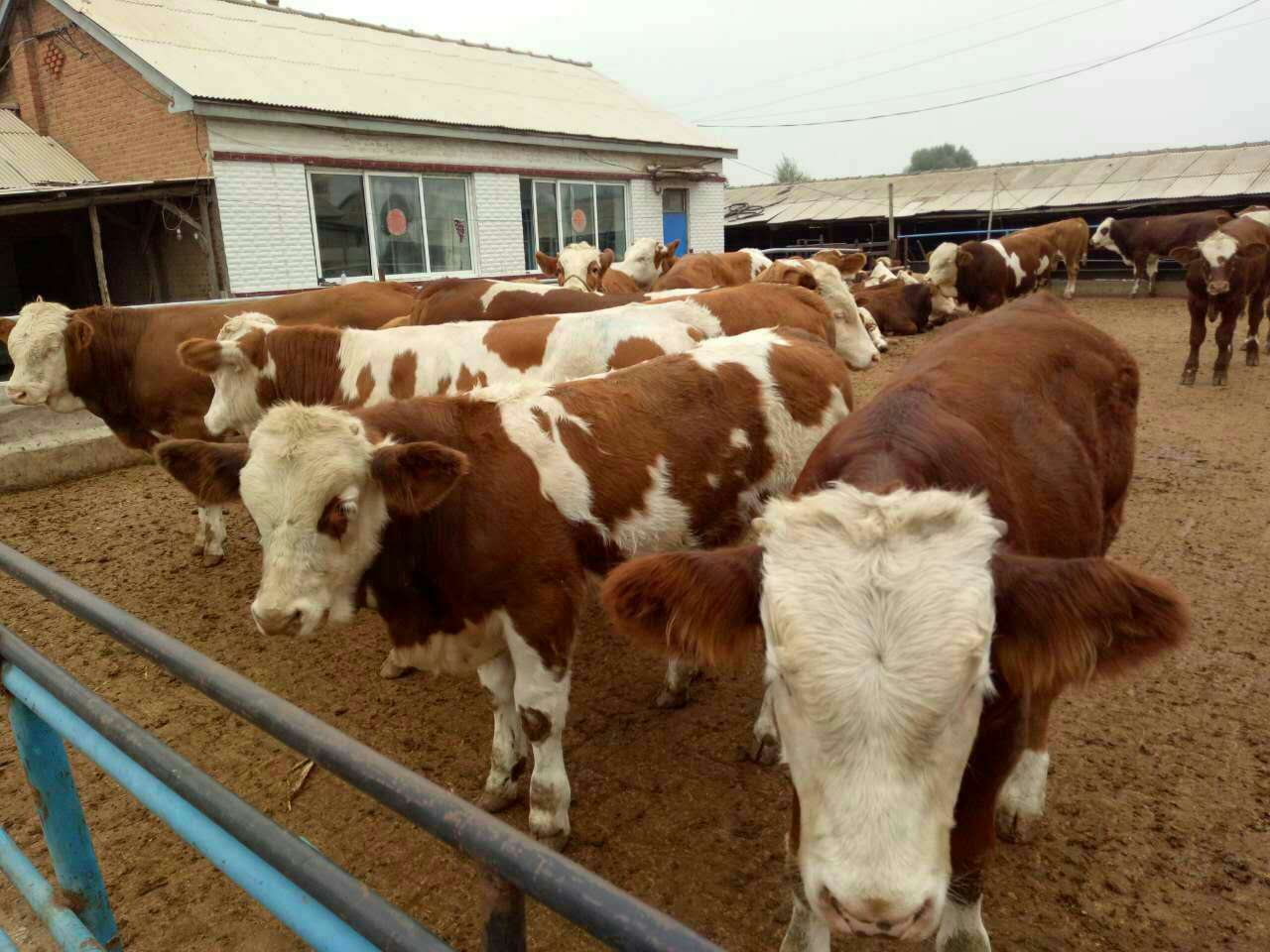 石家庄改良牛养殖基地