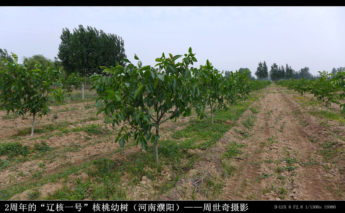 苹果树5-15公分,柿子树8-20公分 李子树4-15公分,核桃树1-1