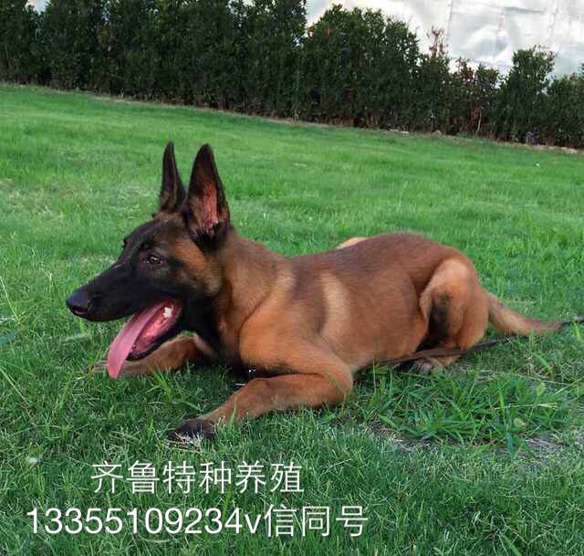 德国黑马犬_马犬和德国牧羊犬_德国马犬