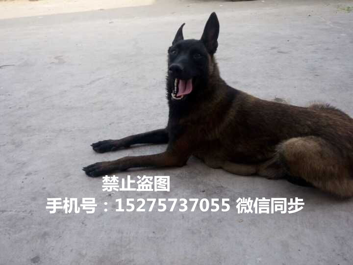 广西北海市哪里有卖血统纯种小马犬幼崽的