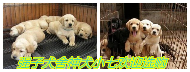 潮阳市哪里有大型德国牧羊犬养殖基地