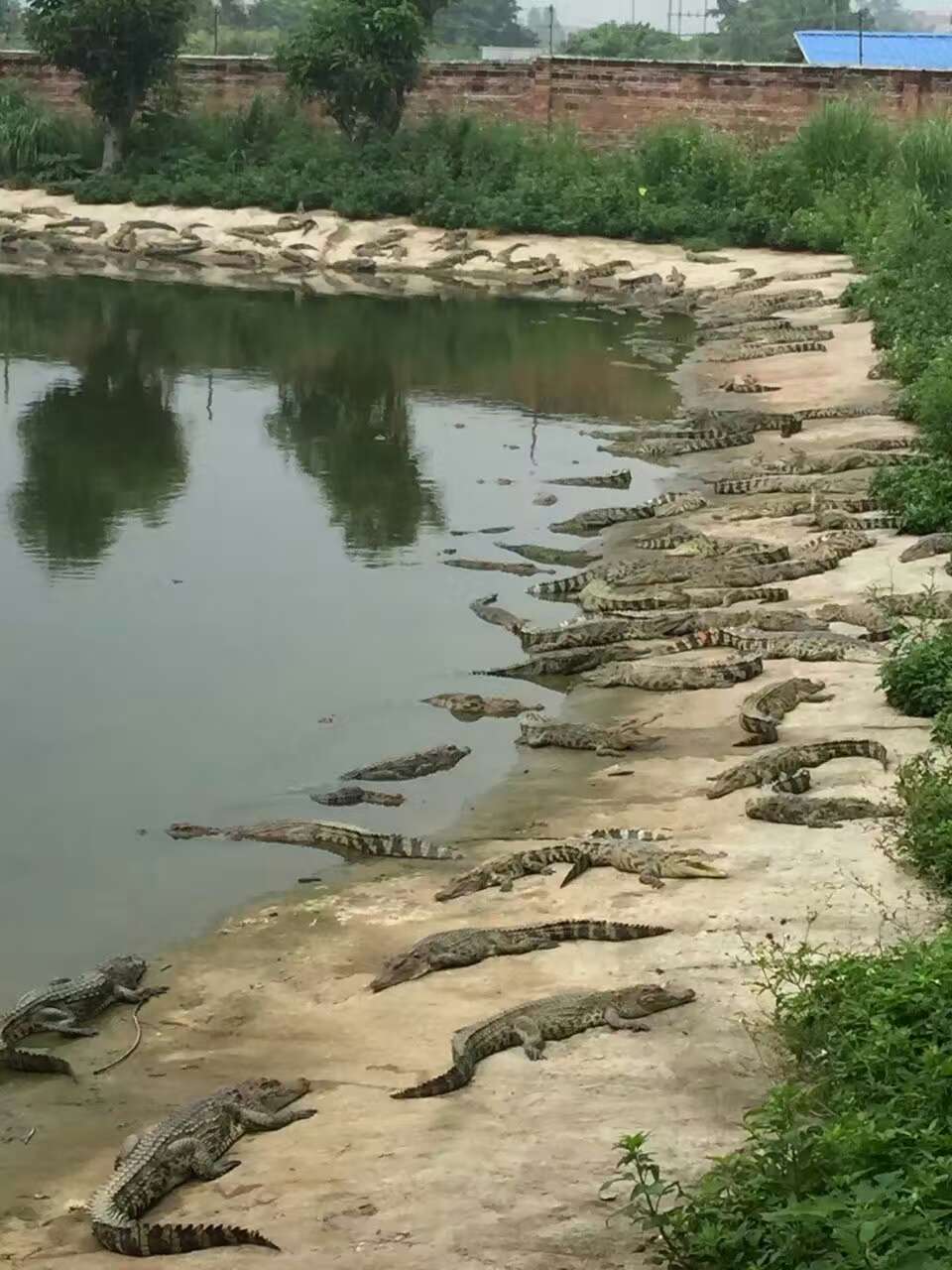 和静县//鳄鱼养殖场