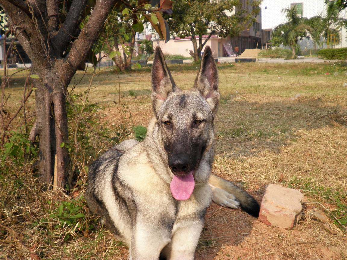 正文 山东宏远犬业长年供应比利时血统马犬,纯种比特犬,中华狼青