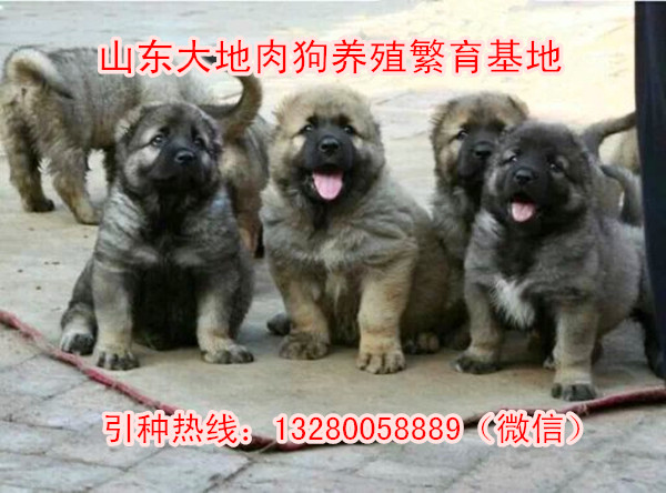 中国特种养殖网肉狗饲养肉狗加盟TVT体育(图1)