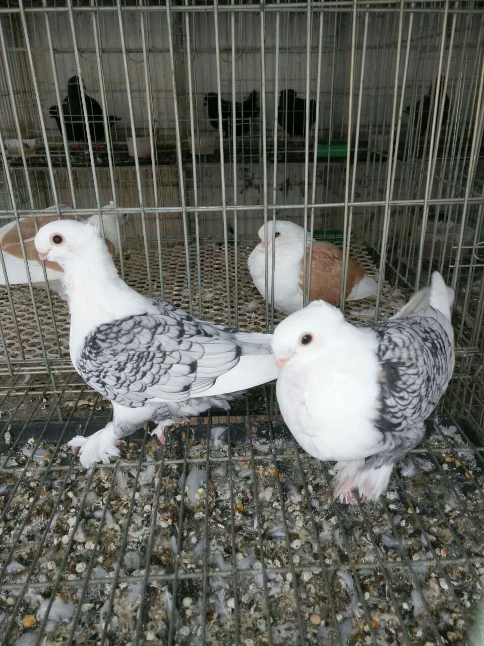 1、豆角可直播,也可育苗移栽,一般都行育苗移栽,通过育苗移栽,可适当抑制营养生长, 促进生殖生长。选好土地,施入底肥,适当浇水,使用抗病种子,用新高脂膜拌种,能驱避地下病虫,隔离病毒感染,不影响萌发吸胀功能,加强呼吸强度,提高种子发芽率。 2、豆角的定植期要根据栽培方式和生育指标来确定。采用营养土块育苗时一般于第一复叶开展时即可定植。采用营养钵育苗时可延迟至2~3片复叶时定植。幼苗移栽后,喷施新高脂膜,可有效防止地上水分不蒸发,苗体水分不蒸腾,隔绝病虫害,缩短缓苗期,快速适应新环境,健康成长。 3、豆角前