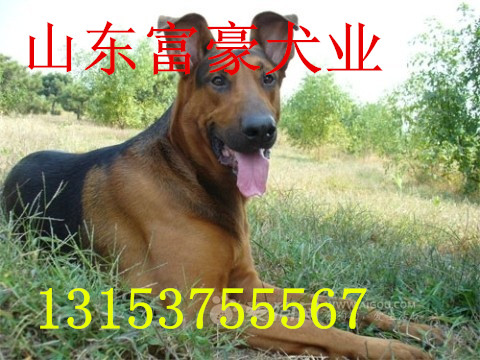 莱州红犬供求