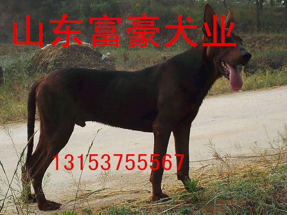 莱州红犬有什么特点荆州